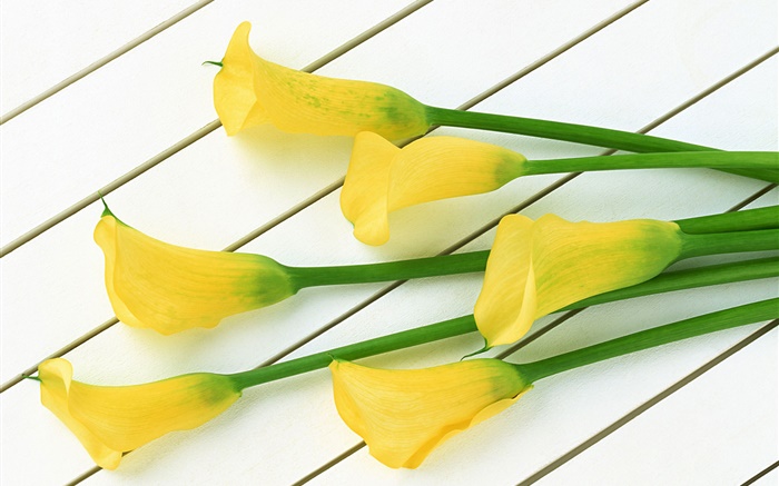 Желтые цветы каллы обои,s изображение