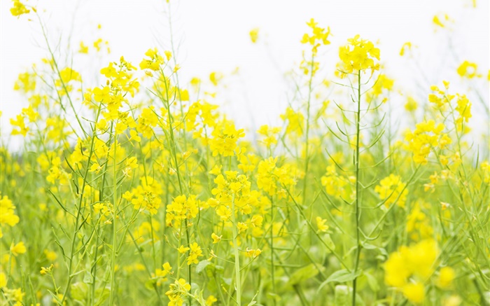 Желтый цветок рапс обои,s изображение