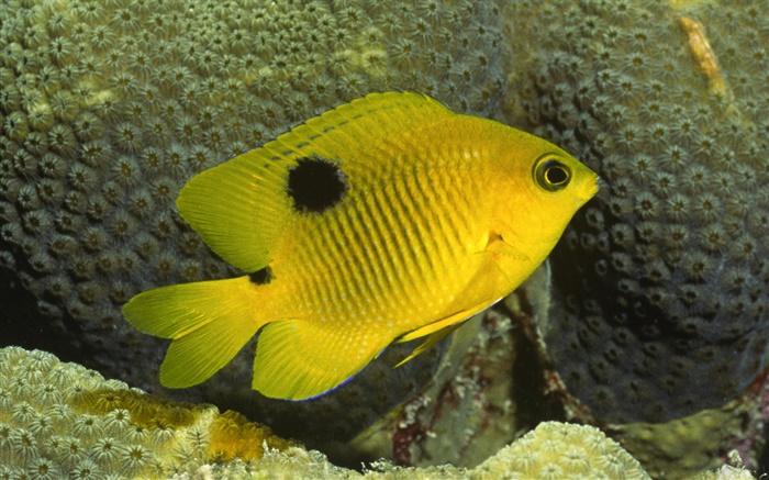 Желтый клоун рыба обои,s изображение