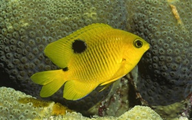 Желтый клоун рыба