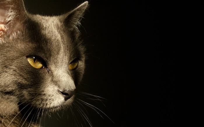 Желтые глаза кот лицо, черный фон обои,s изображение