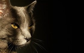 Желтые глаза кот лицо, черный фон HD обои