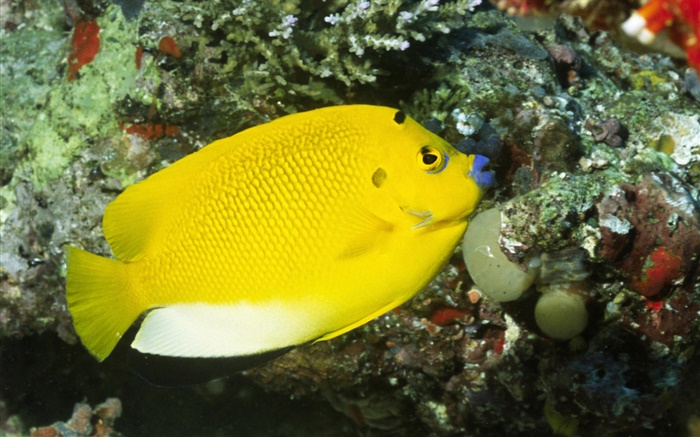 Желтая рыба обои,s изображение