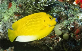 Желтая рыба HD обои