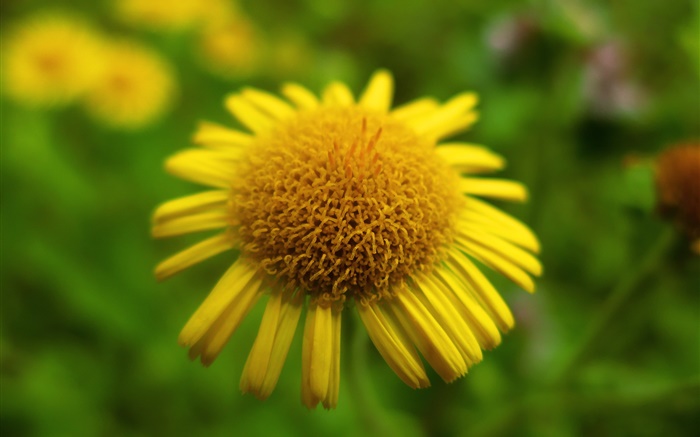 Желтый цветок крупным планом, боке обои,s изображение