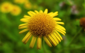 Желтый цветок крупным планом, боке