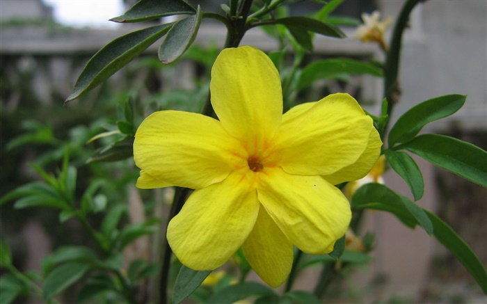Желтый цветок крупным планом, листья обои,s изображение