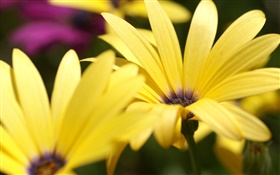 Желтый цветок лепестки макросъемки HD обои