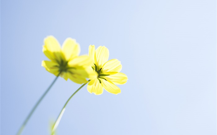 Желтые цветы, голубое небо обои,s изображение
