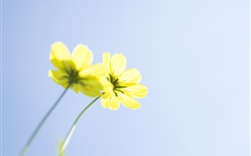 Желтые цветы, голубое небо HD обои