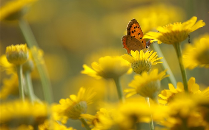 Желтые цветы, бабочки, размытия фона обои,s изображение