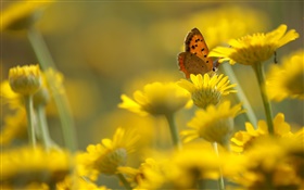 Желтые цветы, бабочки, размытия фона HD обои