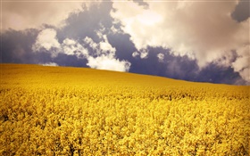 Желтые цветы поле, облака HD обои