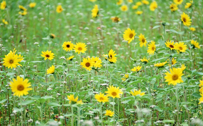 Желтые цветы, как подсолнухи обои,s изображение