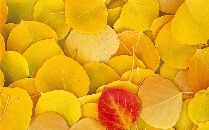Желтые листья крупным планом, один красный лист обои,s изображение