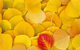 Желтые листья крупным планом, один красный лист HD обои