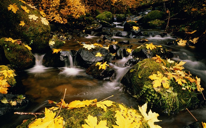 Желтые листья, камни, ручей обои,s изображение