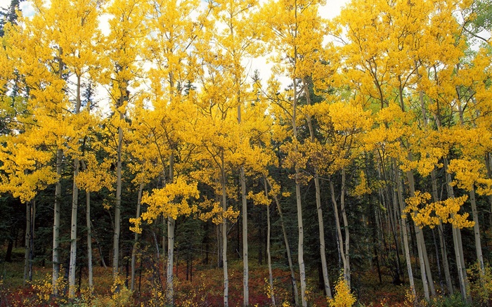 Желтые листья, деревья, лес, осень обои,s изображение