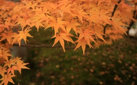 Желтые листья клена, веточки, осень HD обои