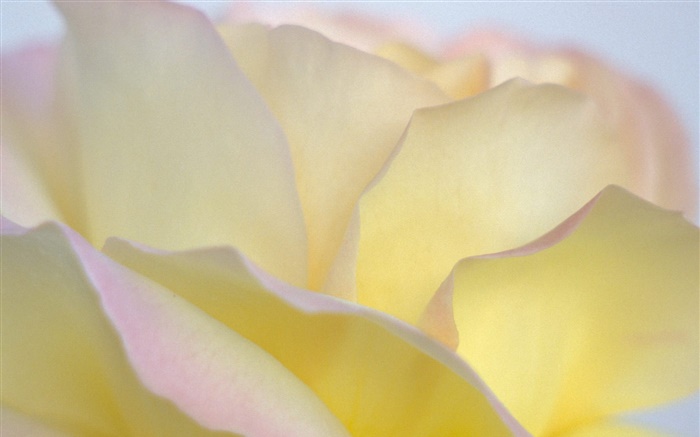 Желтые лепестки розы крупным планом обои,s изображение