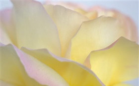 Желтые лепестки розы крупным планом