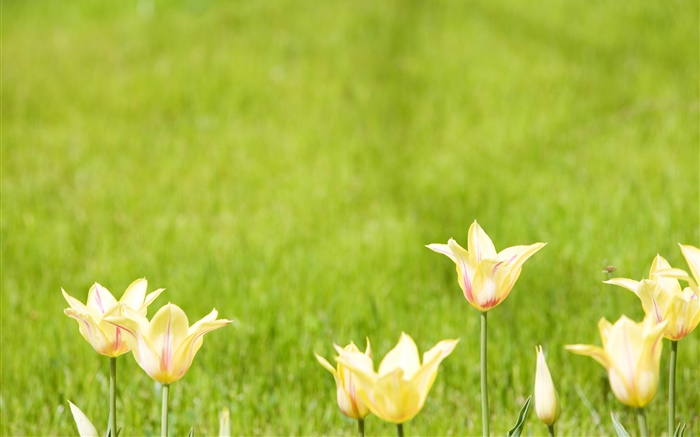 Желтый тюльпан цветы, зеленый фон обои,s изображение