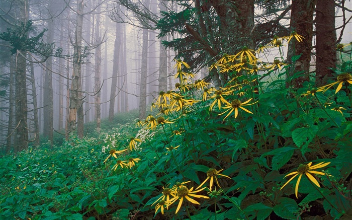 Желтые полевые цветы в лесу обои,s изображение