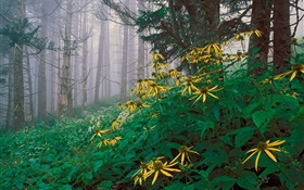 Желтые полевые цветы в лесу HD обои