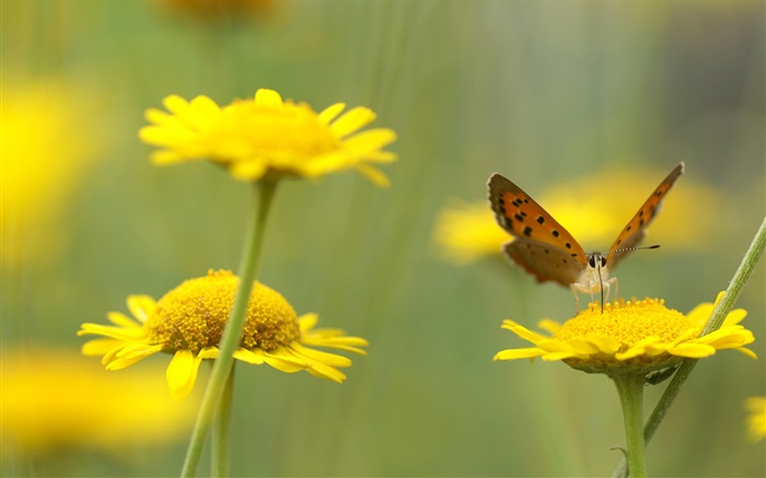 Желтые полевые цветы, насекомые, бабочки обои,s изображение