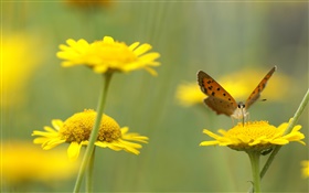 Желтые полевые цветы, насекомые, бабочки HD обои
