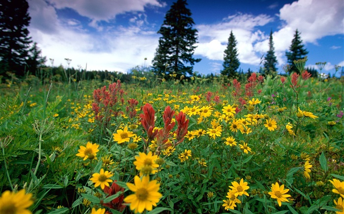 Желтые полевые цветы, природа, облака обои,s изображение