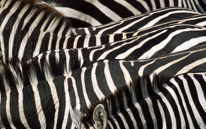 Зебра, черно-белые полосы обои,s изображение
