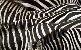 Зебра, черно-белые полосы