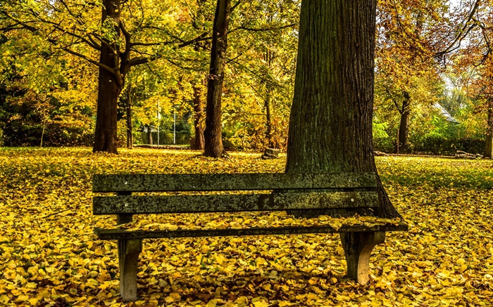 Осень, парк, скамейки, деревья, желтые листья земля обои,s изображение