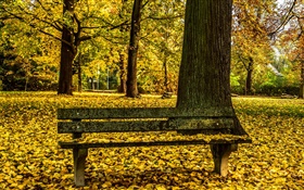 Осень, парк, скамейки, деревья, желтые листья земля
