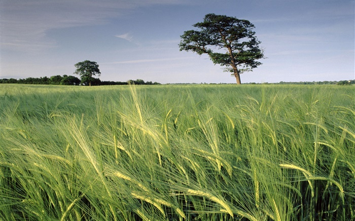 Ячмень поля, деревья, Северный Сомерсет, Англия обои,s изображение