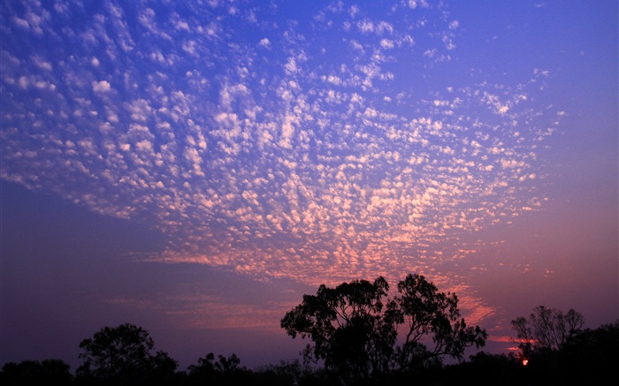 Красивый закат, небо, облака, деревья силуэт обои,s изображение
