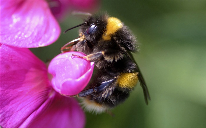 Bee макро, насекомое, розовый цветок обои,s изображение