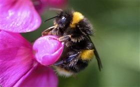 Bee макро, насекомое, розовый цветок HD обои