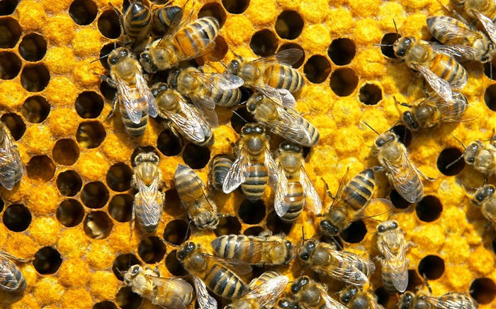 Пчелы, сотовые обои,s изображение