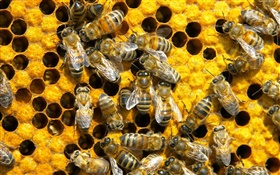 Пчелы, сотовые HD обои
