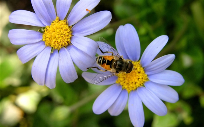 Синие цветы ромашки, пчелиный обои,s изображение
