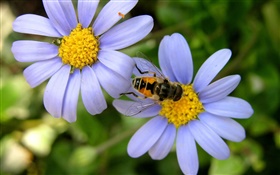 Синие цветы ромашки, пчелиный HD обои