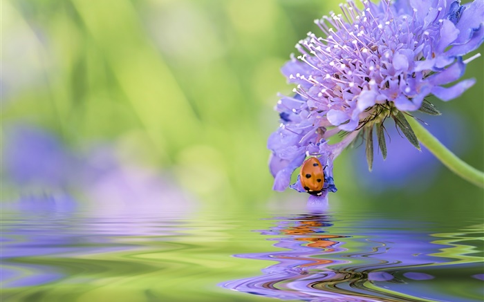 Синий цветок, божья коровка, вода, отражение обои,s изображение