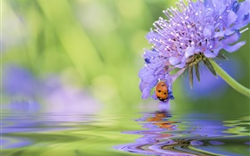Синий цветок, божья коровка, вода, отражение