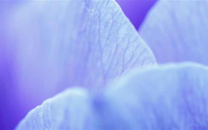 Синий цветок лепестки макросъемки обои,s изображение