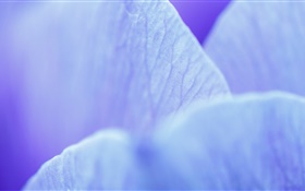 Синий цветок лепестки макросъемки