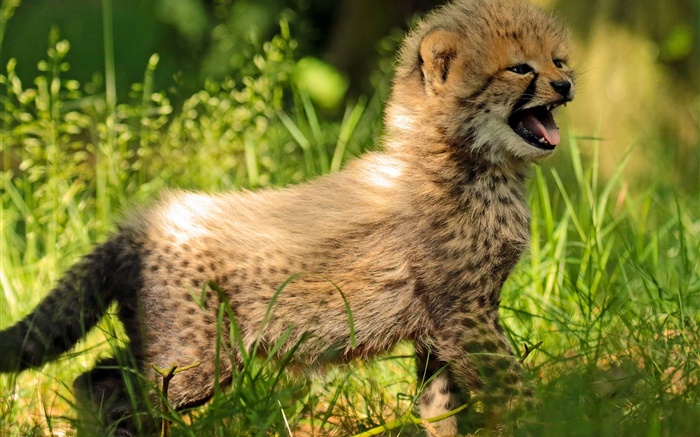 Cheetah детеныша, ребенок, трава обои,s изображение