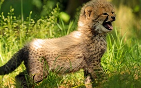 Cheetah детеныша, ребенок, трава HD обои