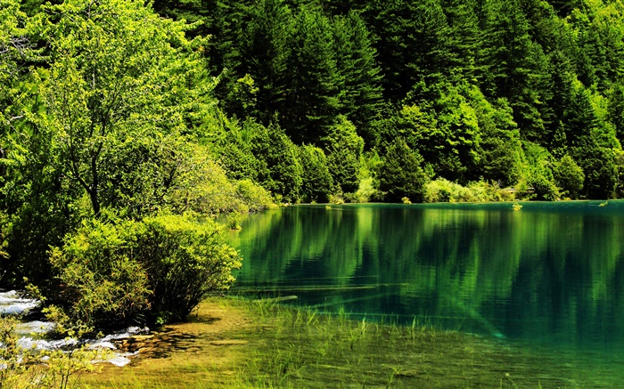Китай, Национальный парк Цзючжайгоу, озеро, деревья, зеленый обои,s изображение